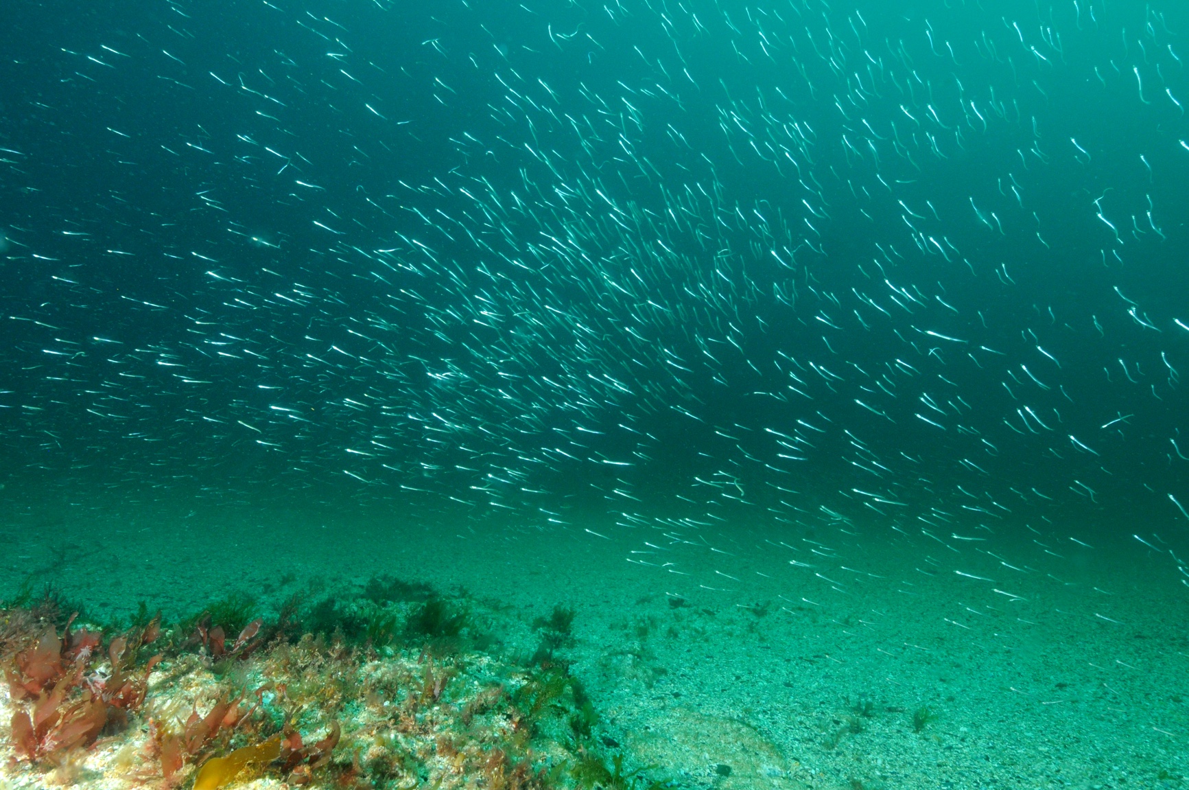 2018 - 2019, Natural Power Consultants Ltd., Blyth Demonstration Site, Fish and Shellfish Study
